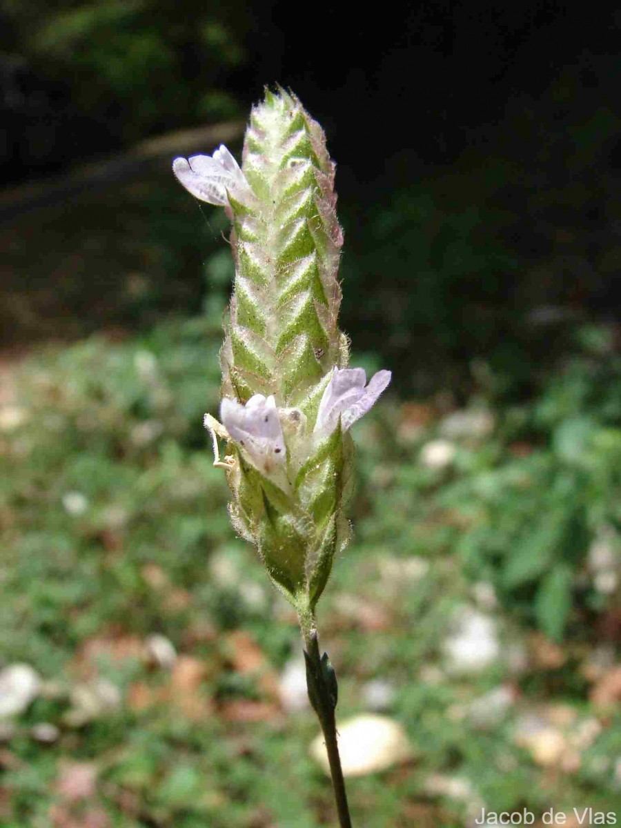 Rungia repens (L.) Nees